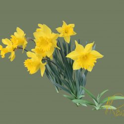 Daffodils, 2021