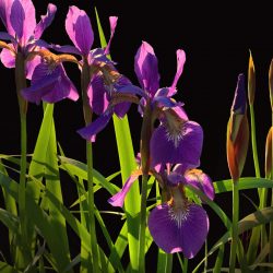 "Iris Spring Portrait"
