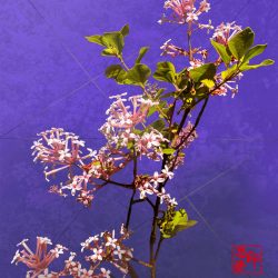 Photoraphic art portrait of a branch of lilacs with cleared background