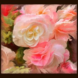Vicky’s Begonias