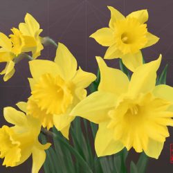 Daffodils_Seven, photorealistic still life painting of 7 daffodils