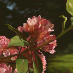 Mountain Laurel