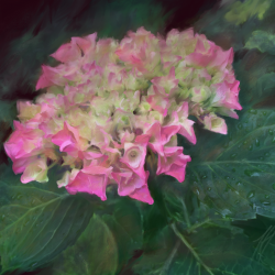 Hortensia in Nuremberg