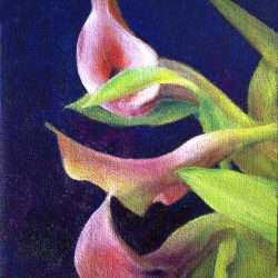 Calla Lily