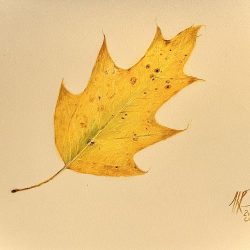 Colored pencil drawing of a yellow autumn oak leaf